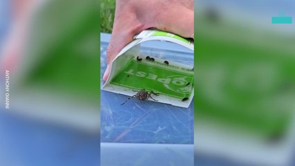 Arachnophobe Faces His Fear to Save a Spider Family