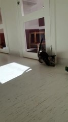 Kittens Rescued and Taken Care of in Shelter