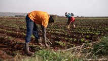 Zambian youth find new opportunities in agriculture