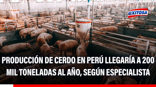 Producción de cerdo en el Perú alcanza las 200 mil toneladas anuales, según especialista