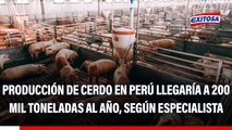 Producción de cerdo en el Perú alcanza las 200 mil toneladas anuales, según especialista