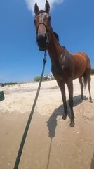 Horse Visits Beach With Owner for First Time