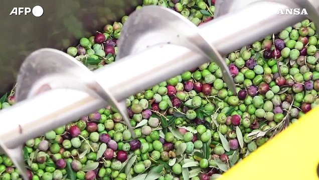 Olio, vino e formaggi. Con i dazi di Trump trema il cibo made in Italy