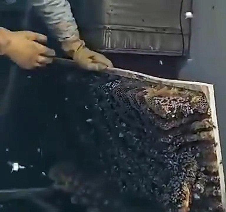 Heard strange noises under the #house