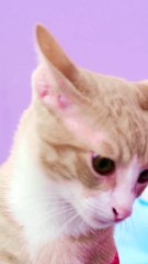 Purr-fect Cooking with a Cat Chef! 🥚🐾 #123go