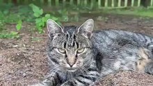Those Eyes Will Steal Your Heart ❤️ Check! #shorts #cat #Funnycats #viral #viralcats #cute #funny #foryou
