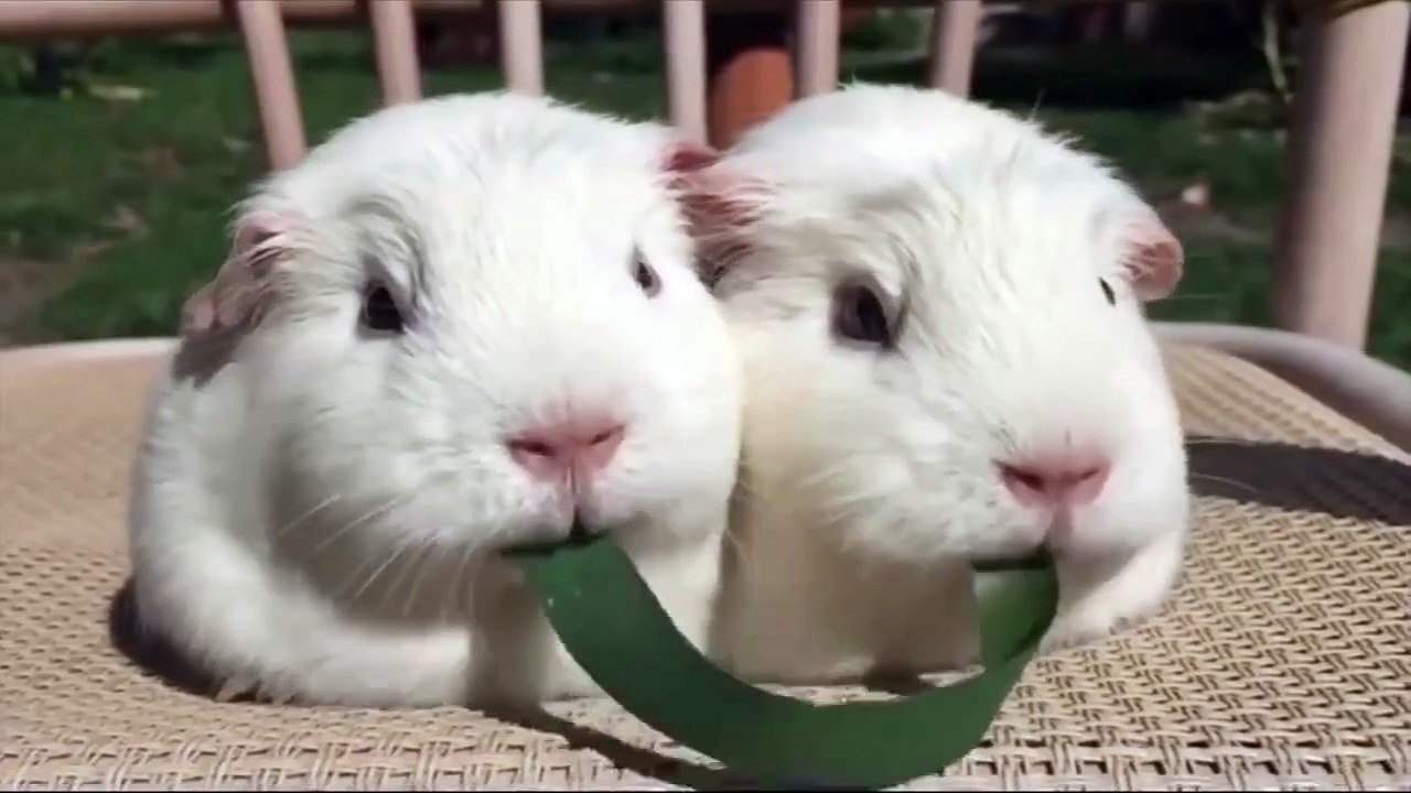 Guinea pigs playing tug of war with a blade of grass…