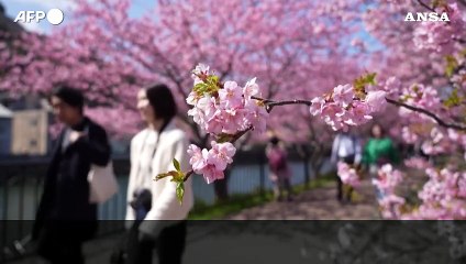 Giappone, migliaia a Kawazu per la fioritura anticipata dei ciliegi