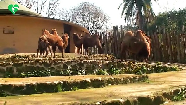 Al bioparco di Roma è nato Frosy, cucciolo di cammello della Battriana