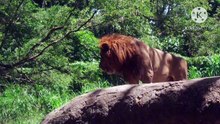 Os animais mais fofos do mundo N•311