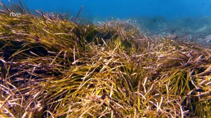 Reduce tu Huella - Menorca, la diosa posidonia