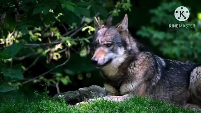 Os animais mais fofos do mundo N•314