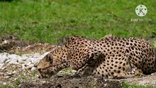 Os animais mais fofos do mundo N•315