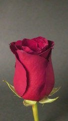 CREATE Your Own Rose Resin Masterpiece at HOME  🎁✨