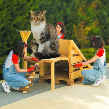 How to make a cute cat house using pallets and handy tools