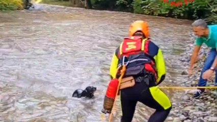 Trascinato dalla corrente, cane salvato a Vobarno dai Vigili del fuoco