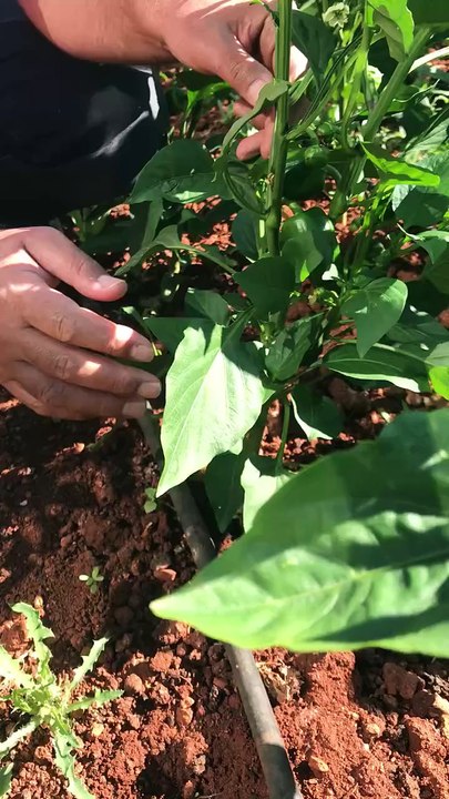 First pruning of pepper