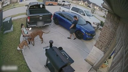 Woman Falls Off Chair As Dogs Spot Another