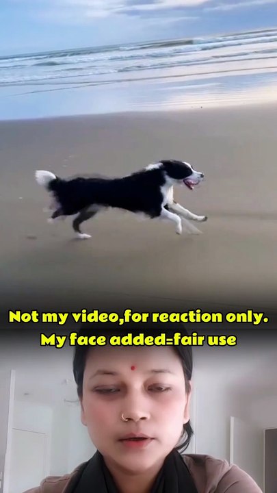 Funny dogs🤣