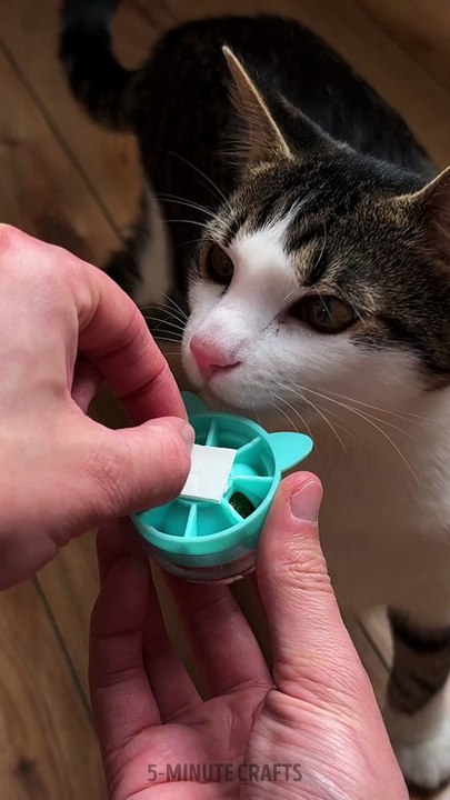 Cat Goes Crazy for Catnip Ball 🐱✨