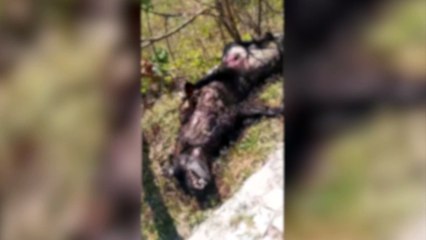 Lobisomem? Animal desconhecido é encontrado morto após ataque na madrugada