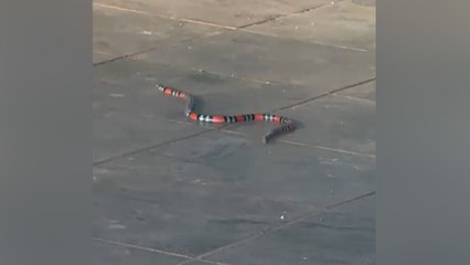 Bombeiros são acionados após surgimento de cobra coral no Recanto Tropical