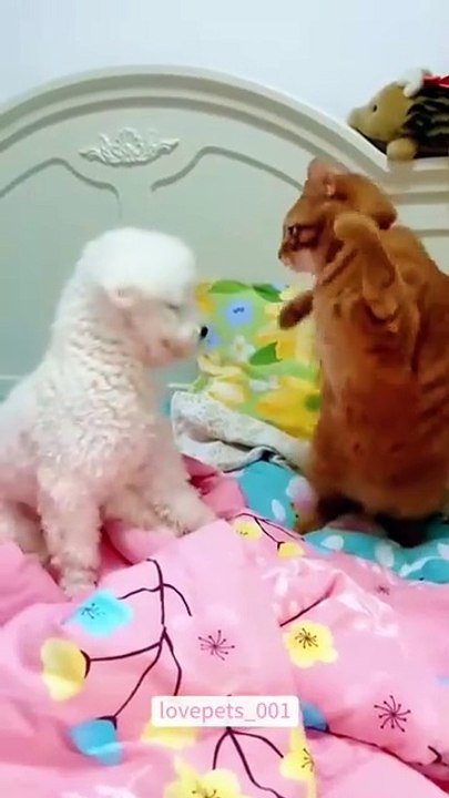 My cat has had enough of that toy.#cat #cats #catsoftiktok #catlover #funny #foryou #funnyvideos