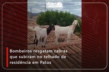 Bombeiros resgatam cabras que subiram no telhado de residência em Patos