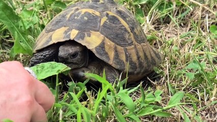 Tartaruga terrestre mangia trifoglio eats trifolium