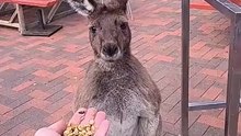 Kangaroo diaries only in Australia 🇦🇺