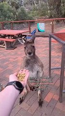 Kangaroo diaries only in Australia 🇦🇺