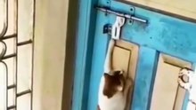 🐱 “I’m Back, Human! Open the Door Now!” | Funny Cat Shorts