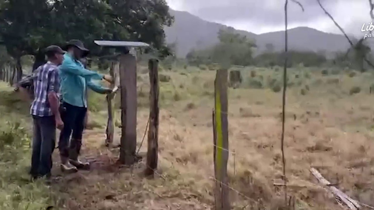 tn7-Con cercas eléctricas vecinos de Guanacaste buscan evitar ataques de jaguares y pumas-020925