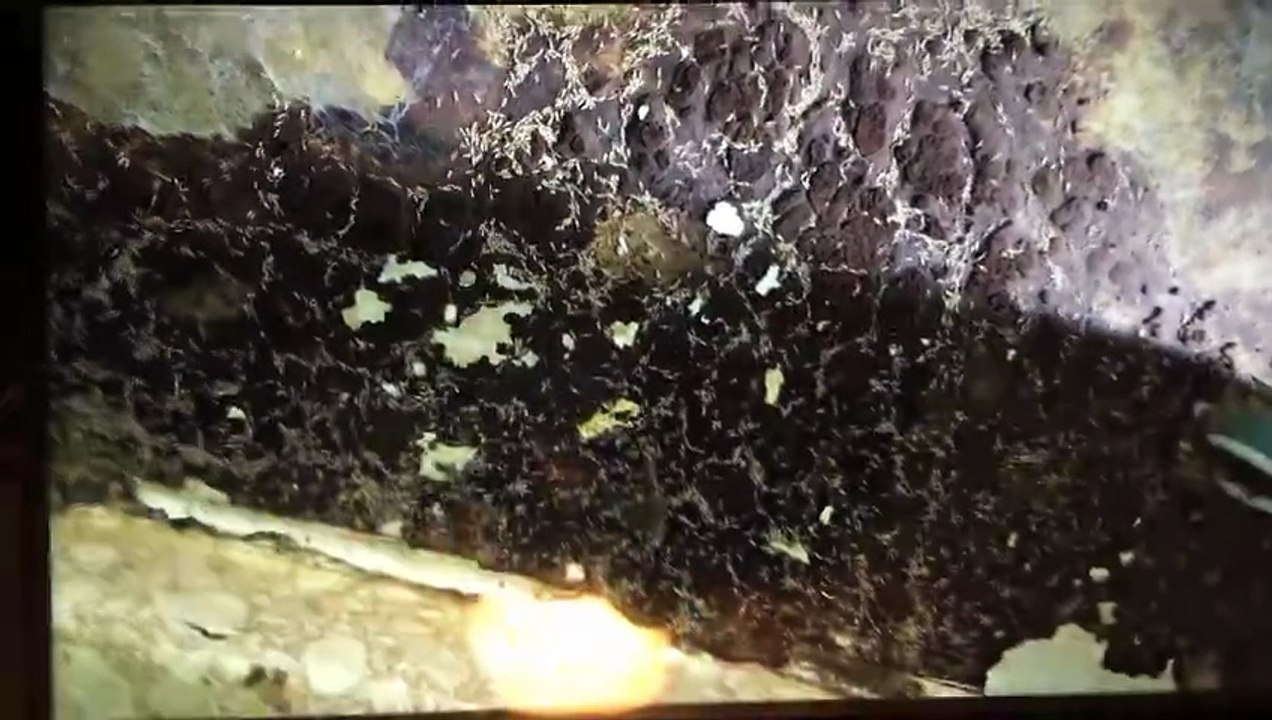 Termite Colony Take Over Apartment Floor