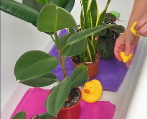 Hacks to Keep Your Green Babies Thriving