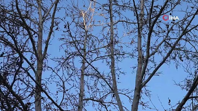 Diyarbakır'da bir vatandaş bahçesinde serçe benzeri salatalık ile karşılaştı