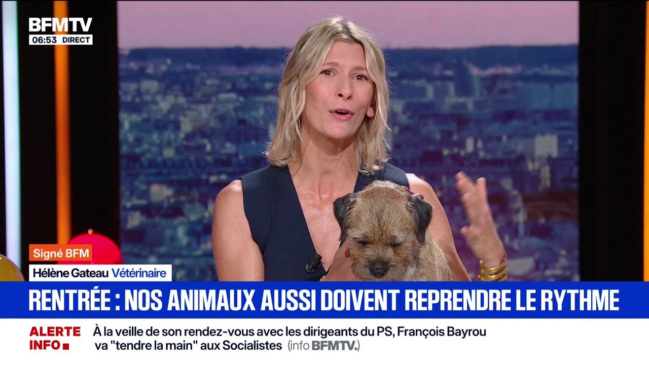 Signé BFM - Les animaux doivent aussi reprendre le rythme de la rentrée