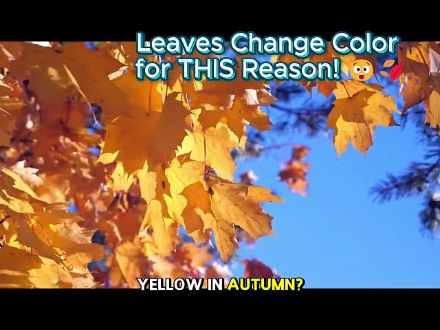 Here's the fact: Leaves Change Color for THIS Reason! 😲🍂 #funfacts #facts  #didyouknow