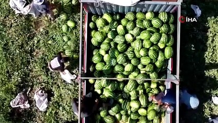 Bursa'da yetişiyor! Fiyatı 70 kilometrede 30’a katlanıyor