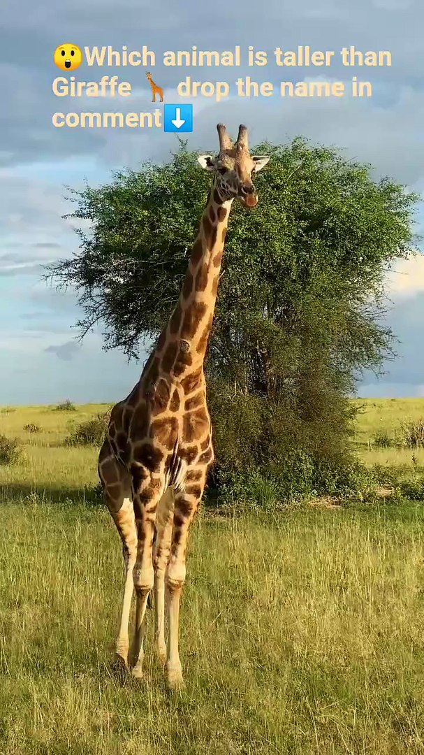 ⁣which animal is taller than Giraffe 🦒_ drop in comments #shorts #giraffe #taller