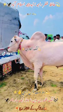Fatehjangi bulls beauty bulls of pakistan pakistani desi life