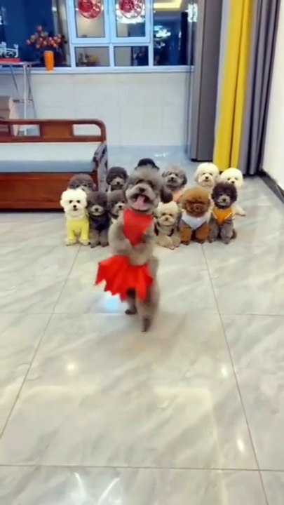 DANCINDG DOG