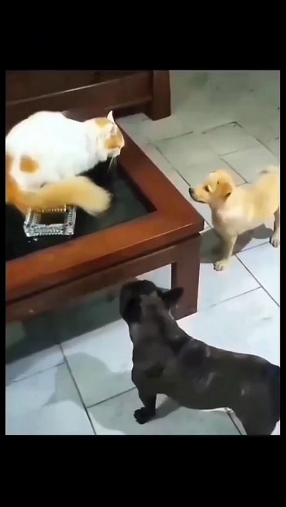 Bruce Lee cat