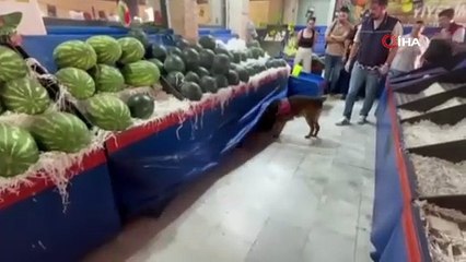 İzmir’de uyuşturucu ticaretine Jandarmadan geçit yok