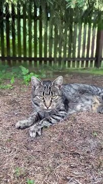 Not Just a Cat… A Real Superstar! Check!🌟🐾 #shorts #cats #funnycats #cutecats #lovelycats #animals #viralcats #foryou