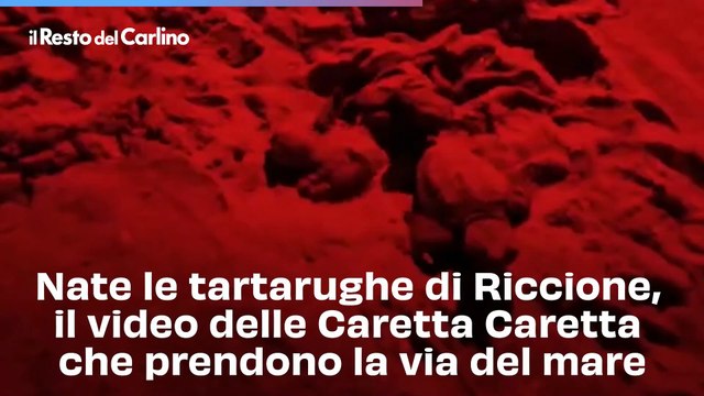 Nate le tartarughe di Riccione, il video delle Caretta Caretta che prendono la via del mare