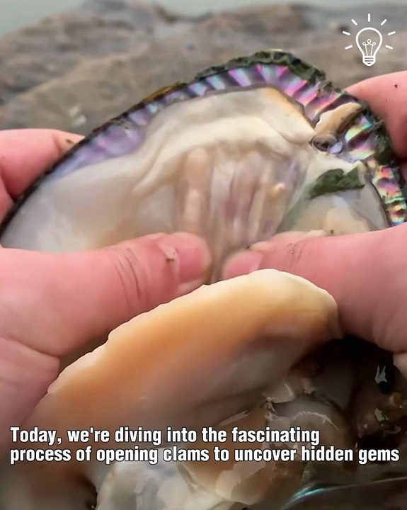The rare process of opening clams for pearls!
