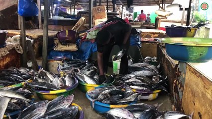 Région-Abidjan/ Des microplastique un danger pour les poissons et la santé humaine