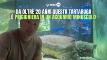Da oltre 20 anni questa tartaruga è prigioniera in un acquario minuscolo