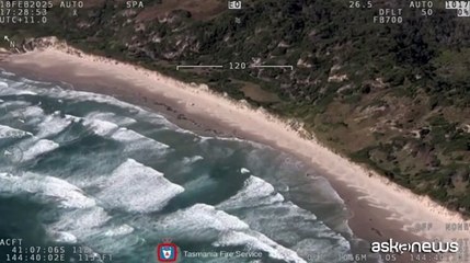 Centinaia di delfini spiaggiati su un'isola della Tasmania